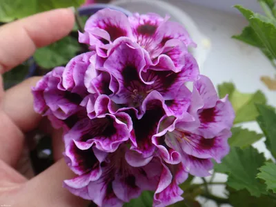 Королевские пеларгонии необычных расцветок | Дачная Коллекция