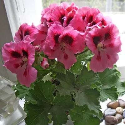 Пеларгония королевская | Комнатные цветы, Цветы, Герань