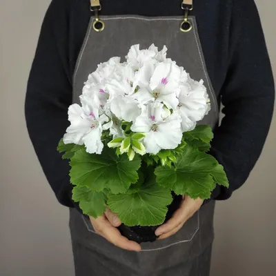 Пеларгония крупноцветковая Аристо (Герань Королевская) белого цвета, Живые  растения в Москве, купить по цене 1500 руб, Цветы в горшках в БотаниКуЛ с  доставкой | Flowwow