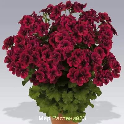Пеларгония королевская Dark Red - Питомник саженцев и сортовых растений  \