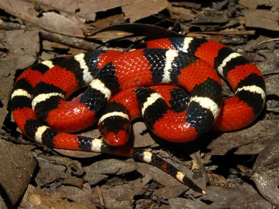 Lampropeltis triangulum elapsoides, Florida Caverns State … | Flickr