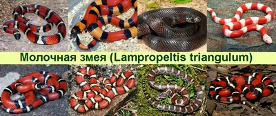 Синалойская молочная змея 🐍 Как и все королевские змеи, отлично подходит  даже для новичка в террариумистике😍 Несмотря на свою броскую… | Instagram