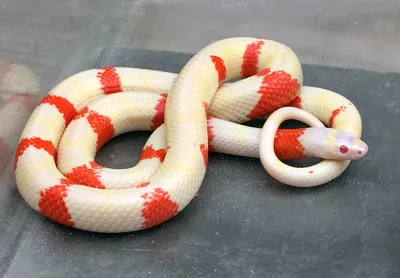 Синалойская молочная змея - Lampropeltis triangulum sinaloae