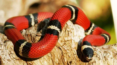 Синалойская молочная змея - Lampropeltis triangulum sinaloae