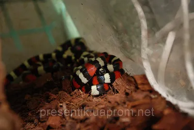 Молочная змея Кэмпбелла Apricot - Lampropeltis triangulum campbelli Apricot  (S)