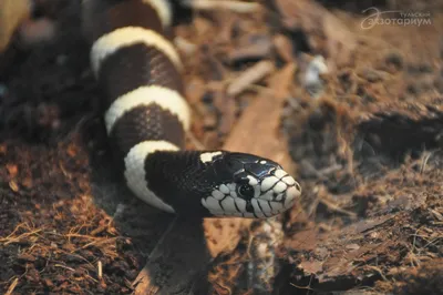 Королевские или молочные змеи (лат. Lampropeltis triangulum)