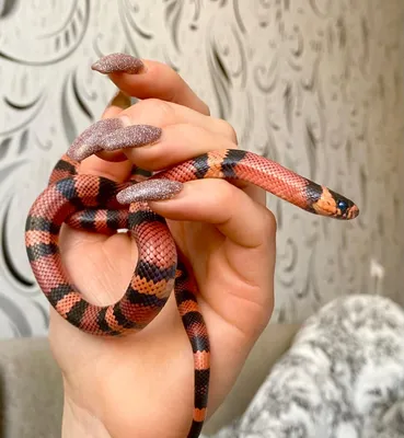 Молочная змея гондурасская Hypomelanistic tangerine - Lampropeltis  triangulum hondurensis (M)