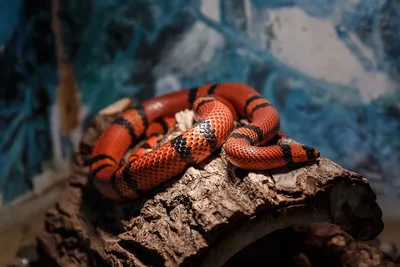 Молочная змея. Гондурасская змея. Lampropeltis triangulum hondurensis: 2  100 грн. - Змеи Киев на BON.ua 97283498