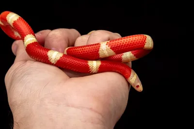 Lampropeltis triangulum, широко известная как молочная змея или молочная  змея, является разновидностью королевской змеи. | Премиум Фото