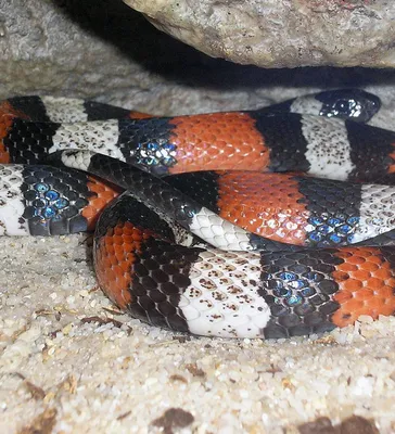 Королевская змея великолепная Lampropeltis getula splendida, 05.06.2021,  Самка+Самец