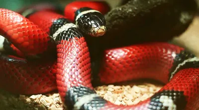 Синалойская молочная змея - Lampropeltis triangulum sinaloae