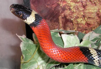 Lampropeltis polyzona — Википедия