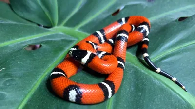 Lampropeltis Triangulum широко известный как молочная змея или молочная змея  является видом кингзмея Стоковое Фото - изображение насчитывающей эля,  любимчик: 213642334