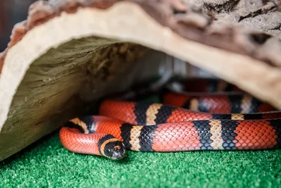 Молочная змея Кэмпбелла — Lampropeltis triangulum campbelli. Экспозиция  Экспозиция \"Экзотариум\". Сахалинский зооботанический парк.