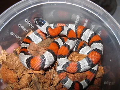 Серая королевская змея Lampropeltis alterna.