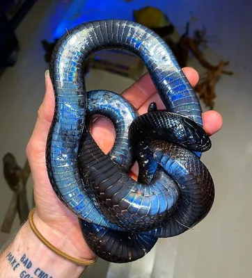 Синалойская королевская змея (Lampropeltis triangulum sinaloae)