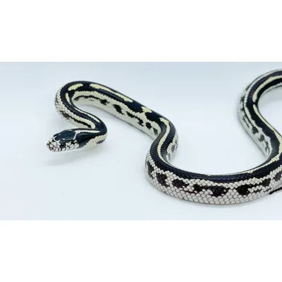 Королевская змея Кэмпбелла. Ручной самец. Lampropeltis triangulum camp: 140  $ - Змеи Киев на BON.ua 97282797