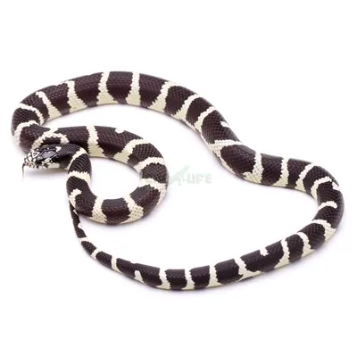 Королевская змея калифорнийская (Lampropeltis getulus californiae) купить в  Москве по цене 6 500 руб. в интернет-магазине ExoLife