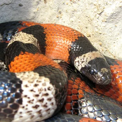 🤎Серая королевская змея Lampropeltis... - Zoosphere Armenia | Facebook