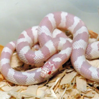 Королевская змея великолепная (Lampropeltis getula spendida)