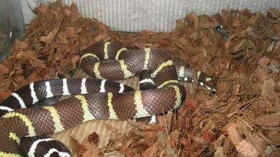 Lampropeltis getula splendida Королевская змея великолепная