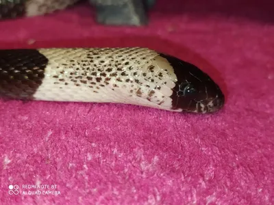 Калифорнийская королевская змея🐍🤫 - Zoosphere Armenia | Facebook