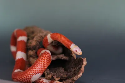 Королевская змея обыкновенная калифорнийская - Lampropeltis getula  californiae (Aberrant albino, S)