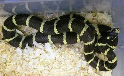 Королевская змея великолепная Lampropeltis getula splendida, 05.06.2021,  Самка