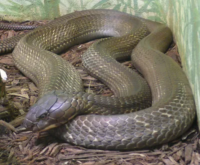 Королевская змея обыкновенная калифорнийская - Lampropeltis getula  californiae (Aberrant albino, S)