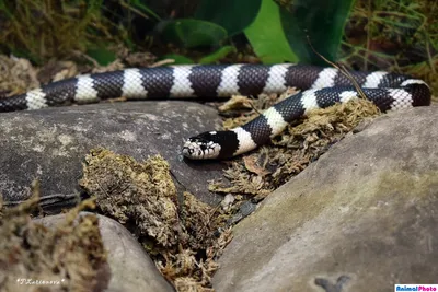 Синалойская молочная змея 🐍 Как и все королевские змеи, отлично подходит  даже для новичка в террариумистике😍 Несмотря на свою броскую… | Instagram