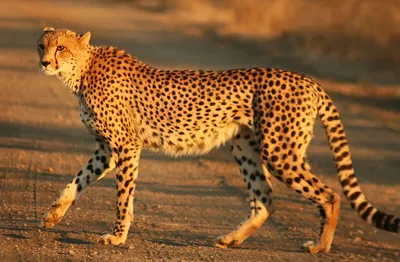 Animal Lovers Կենդանասերներ - Թագավորական վագրակատու / Королевский гепард /  King Cheetah 📸@nekooyaji2 Королевский гепард — редкая мутация,  отличающаяся от обычного гепарда окраской. Шерсть покрыта чёрными полосами  ...