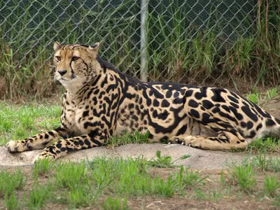 Королевский гепард: 6 любопытных фактов о самой редкой дикой кошке Африки |  Заметки о животных | Дзен