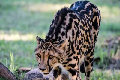 Королевский гепард - редкая мутация, отличающаяся от обычного гепарда  окраской | Пикабу