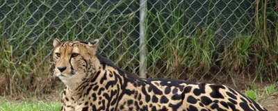 Королевский гепард: Редкие кошки неземной красоты. Раньше их считали  гибридом леопарда и гепарда. Но как на самом деле? | Книга животных | Дзен