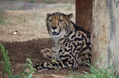 Королевский гепард: дикая кошка неземной красоты (8 фото) » Невседома