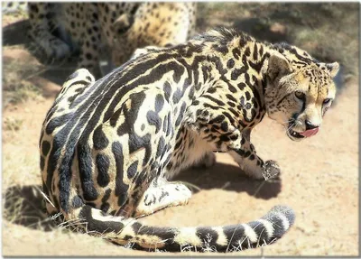 король гепарда стоковое фото. изображение насчитывающей хищник - 388928