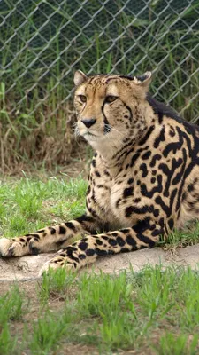 Фотографии Гепарды Большие кошки королевский животное