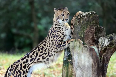Самый быстрый хищник: гепард - Детский Портал Знаний