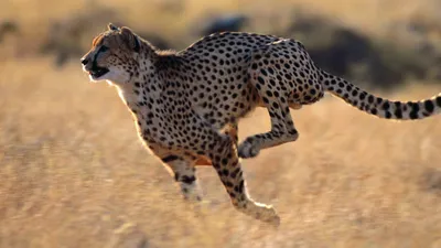 Королевский гепард: дикая кошка неземной красоты (8 фото) » Невседома