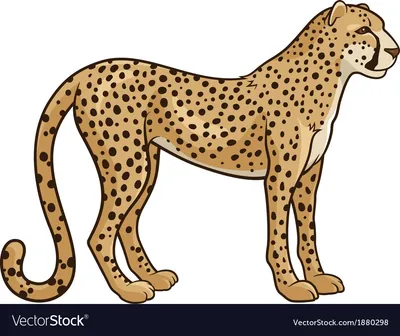 королевский гепард, кошка, кошачьих