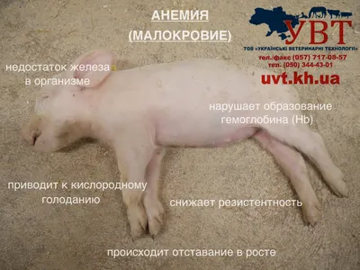 Діагностика рожи свиней | UVT - постачання ветеринарної продукції.