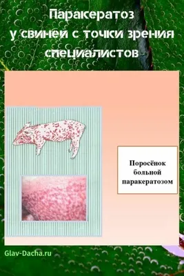 Вьетнамские свиньи едят активно, но какие-то коросты на теле и много  чешутся | Fermer.Ru - Фермер.Ру - Главный фермерский портал - все о бизнесе  в сельском хозяйстве. Форум фермеров.