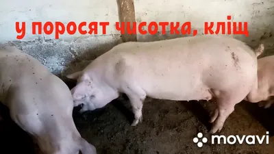 Чесотка сельскохозяйственных животных