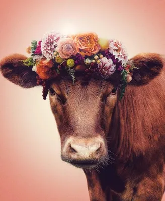 Картинки корова с цветами (67 фото) » Картинки и статусы про окружающий мир  вокруг