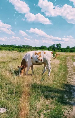 Корова, 🐄 Cow 🐄 | Пушистые коровы, Коровы, Домашнее животное