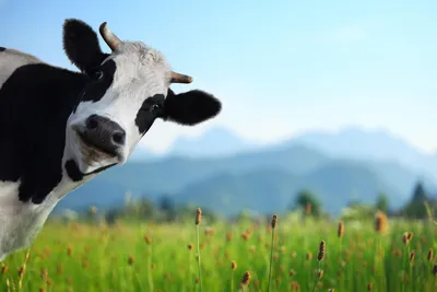 К чему снится корова — сонник: корова во сне | 7Дней.ру