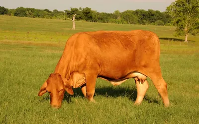 Картинка Корова пасется на поляне » Коровы » Животные » Картинки 24 -  скачать картинки бесплатно
