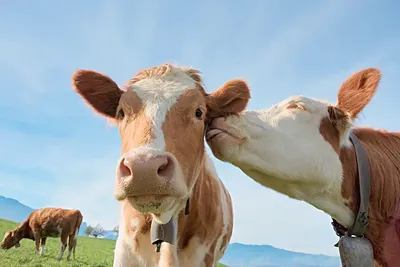 Корова: 8 интересных фактов о домашнем парнокопытном | Пикабу