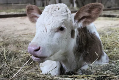 Клоны встраиваются в жизнь: в России родила корова из пробирки - МК