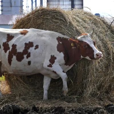 Более суток корова провела под тюками сена в Павлодарской области – видео -  15.09.2021, Sputnik Казахстан